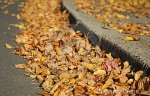 fall-leaves-street-gutter-1438259